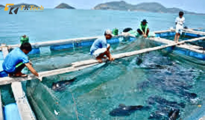 Độ mặn của nước biển là gì và tại sao bạn nên quan tâm? Nuôi trồng thủy sản