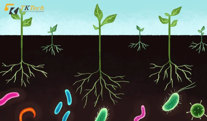 Độ pH ảnh hưởng đến hệ sinh thái vi sinh vật trong đất