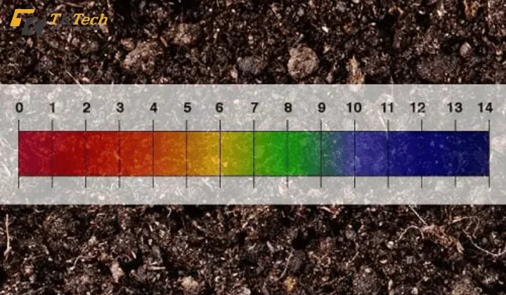 Độ pH đất quan trọng như thế nào đến đất