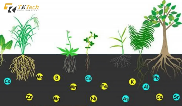 pH quyết định khả năng hấp thụ khoáng chất của cây