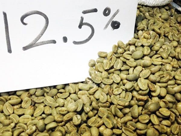Độ ẩm an toàn của cà phê thóc là bao nhiêu sẽ tốt nhất
