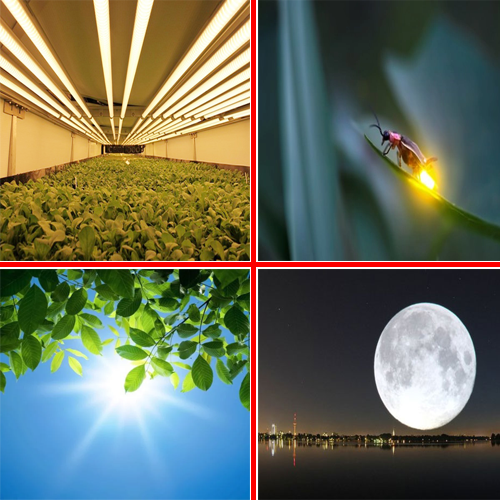 ánh sáng tự nhiên