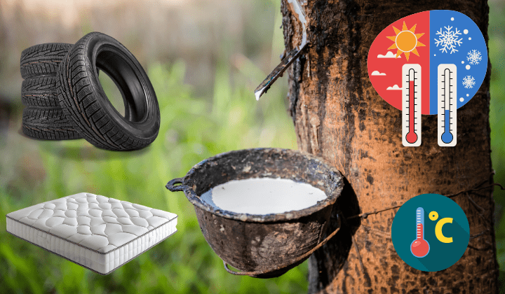 thach thuc trong van chuyen cao su