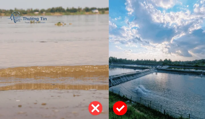 Cách kiểm tra chất lượng nước ao nuôi tôm, cá chuẩn nhất – Thiếu là mất vụ! Hình ảnh giúp bạn nhận biết nhanh độ đục nước và đánh giá chất lượng bằng mắt thường