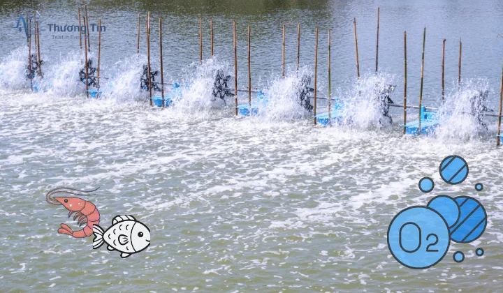 Cách kiểm tra chất lượng nước ao nuôi tôm, cá chuẩn nhất – Thiếu là mất vụ! Oxy hòa tan (DO) đạt chuẩn trong ao nuôi – yếu tố quyết định sức khỏe thủy sản