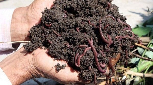 Giun giúp bạn kiểm tra độ ẩm của đất