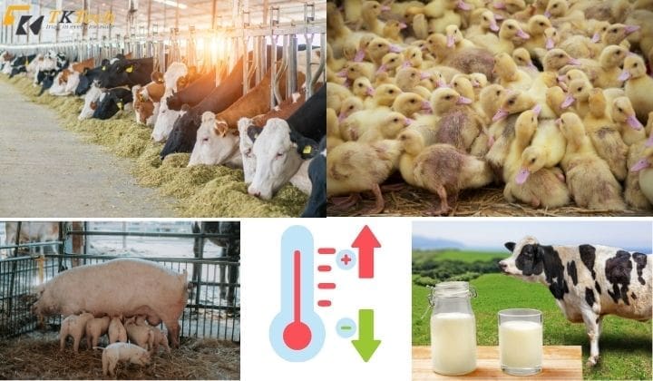 giam sat nhiet do trong chan nuoi 2