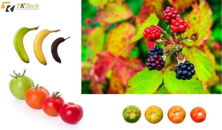 may theo doi nhiet do do am 1