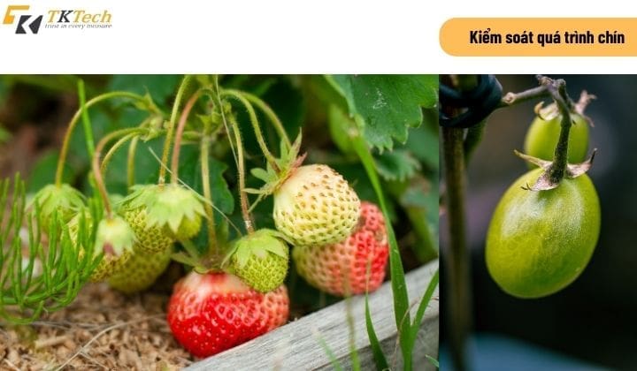 may theo doi nhiet do do am 5